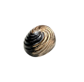 Coffee Caramel